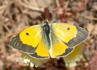 бабочка желтушка