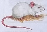мышь