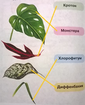 листья кротона, монстеры, хлорофитума, диффенбахии