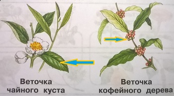 часть растения, которая используется для получения чая или кофе