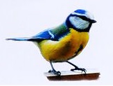 зимующая птица синица
