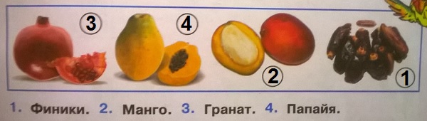 финики, манго, гранат, папайя