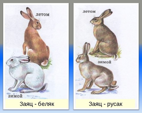 заяц - беляк и заяц - русак сравнение