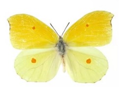 бабочка лимонница