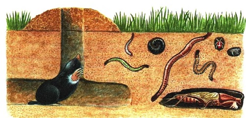 животные, живущие в почве