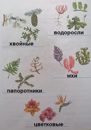 группы растений: хвойные, водоросли, папоротники, мхи, цветковые