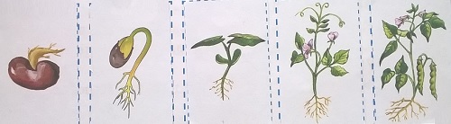 фазы развития растения