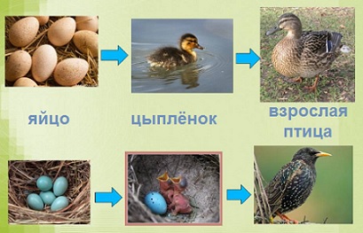размножение и развитие птиц