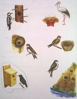 домики некоторых птиц