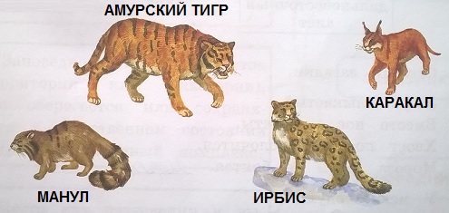 дикие родственники кошки: амурский тигр, манул, ирбис, каракал