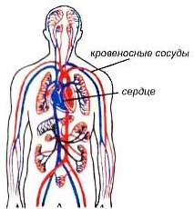 кровеносная система