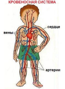 кровеносная система