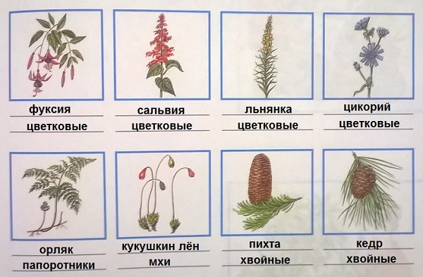 названия растений и групп, к которым они относятся
