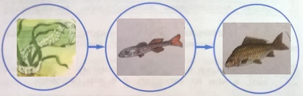 модель развития рыбы