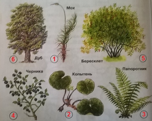 рисунки в порядке увеличения высоты растений