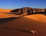 В жаркой пустыне