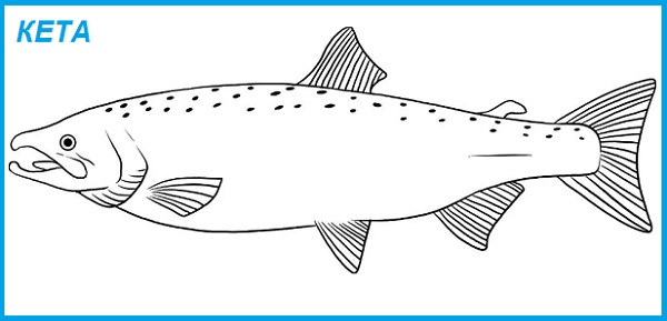 рисунок рыбы кета