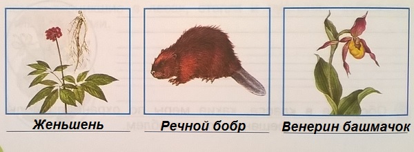 Подпишите рисунки внесённые в Красную книгу России растений и животных лесных зон