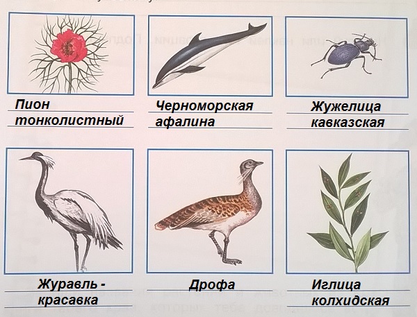 рисунки растений и животных степей и Черноморского побережья Кавказа, внесённых в Красную книгу России