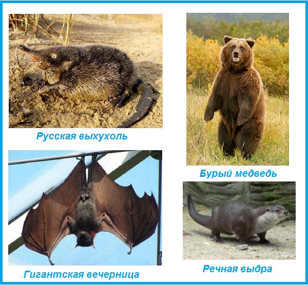 животные из Красной книги Московской области