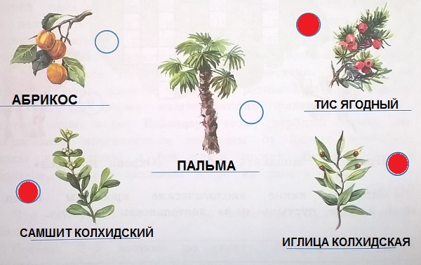 растения Черноморского побережья Кавказа