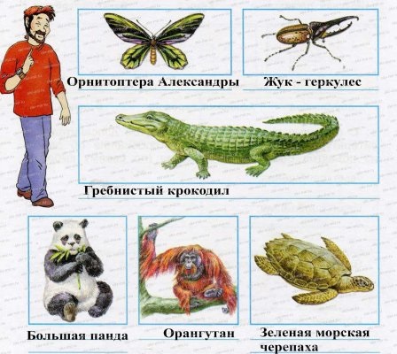 несколько видов животных из  Красной книги