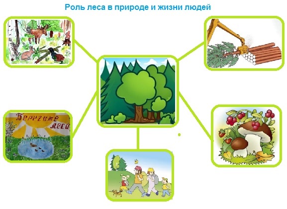 схема роль леса в природе и жизни людей