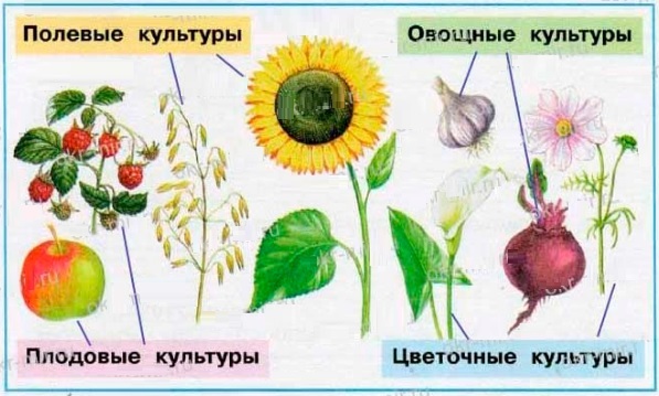 классифицирование культурных растений