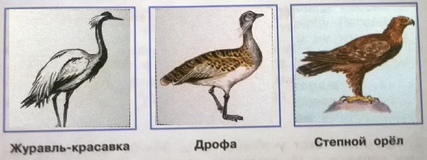 журавль - красавка, дрофа, степной орел