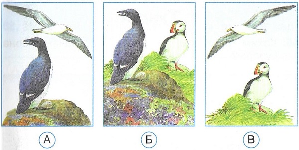 На каком рисунке изображены чайка и кайра