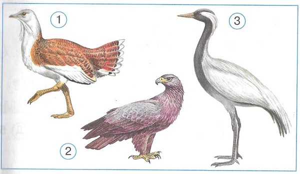 птицы, внесённые в Красную книгу России