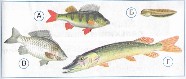 Какой из этих обитателей пресных вод НЕ относится к рыбам