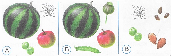 На каком рисунке показаны только плоды