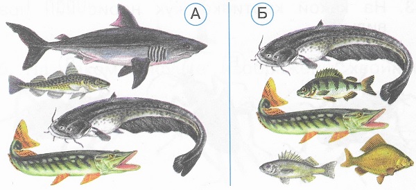 На каком рисунке показаны только речные рыбы