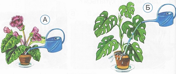 Как правильно поливать растение