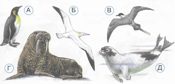 Найди на рисунке альбатроса