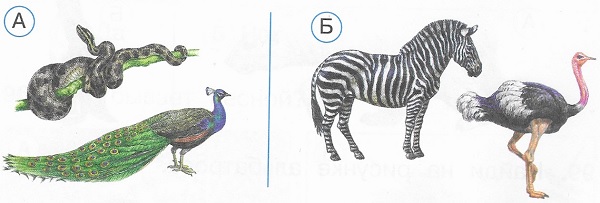 На каком рисунке показаны животные саванны