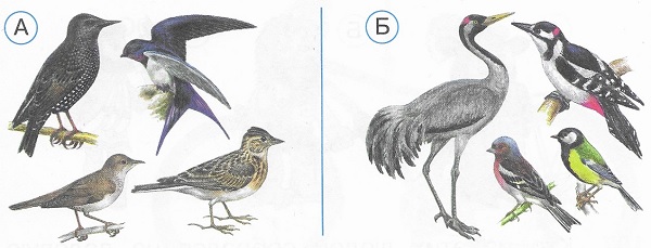 На каком рисунке показаны только перелётные птицы