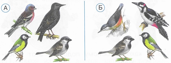 На каком рисунке показаны только зимующие птицы
