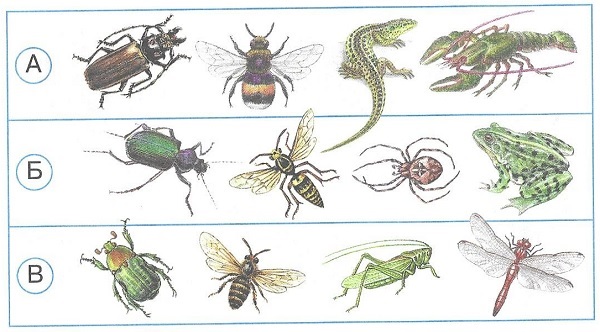 В каком ряду рисунков изображены только насекомые