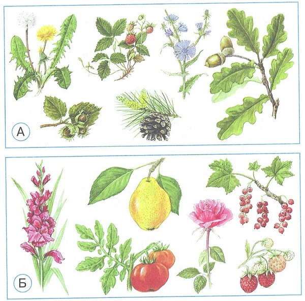 На каком рисунке изображены культурные растения