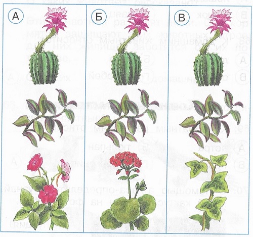 На каком рисунке изображены кактус, традесканция и плющ