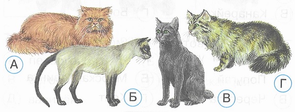 Отметь на рисунке персидскую кошку