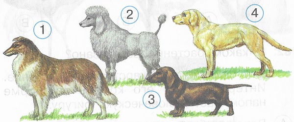 В каком ответе породы собак подписаны в правильной последовательности