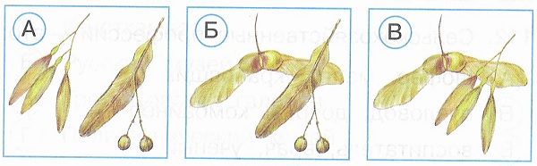 На каком рисунке показаны плоды клёна и липы