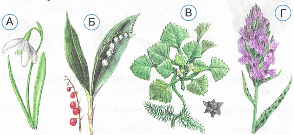 Какие из этих растений внесены в Красную книгу России