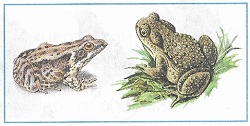 Лягушки и жабы