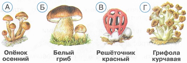 Какие грибы занесены в Красную книгу России
